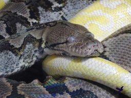 Haus des Meeres 13.03.2026